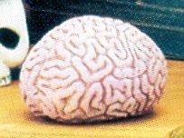 brain